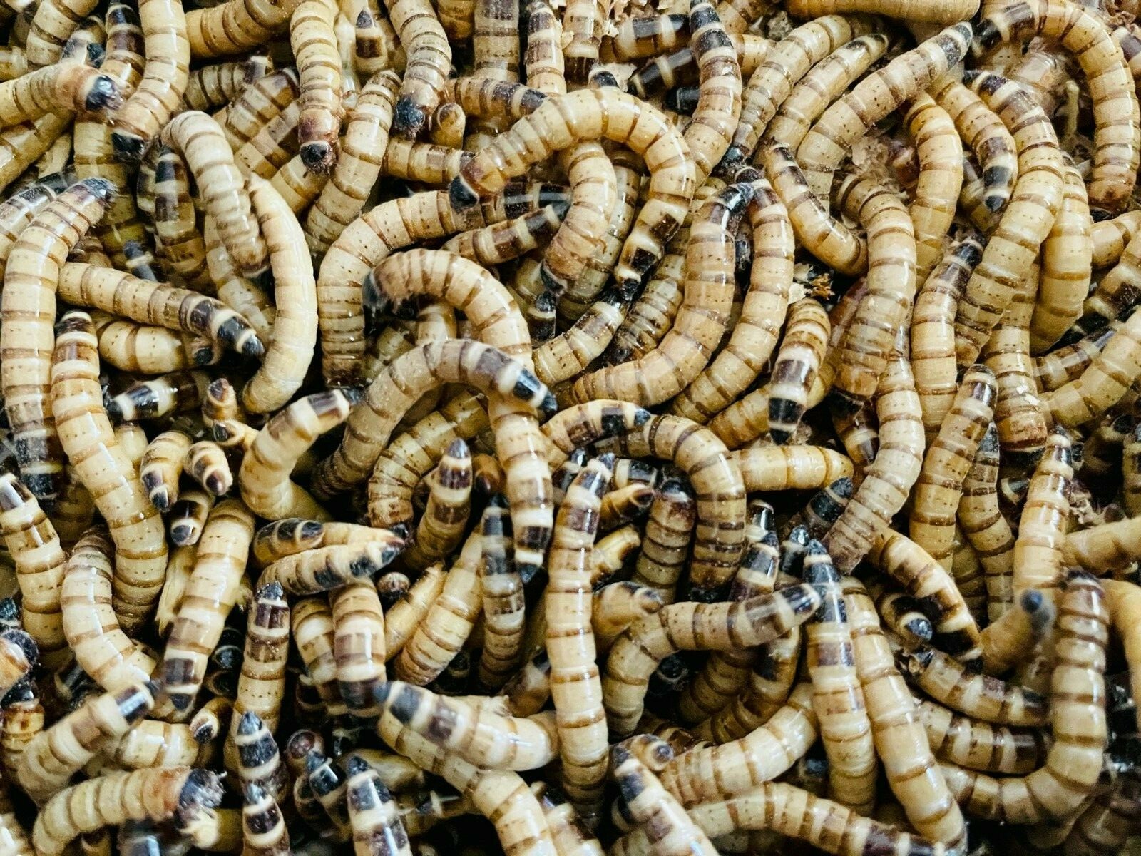 500 LARGE LIVE SUPERWORMS 1.5”-2” Free Shipping LIVE ARRIVAL GUARANTEE