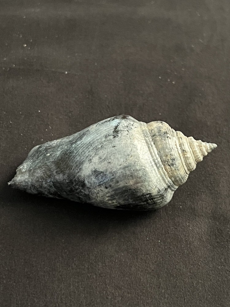 RARE Fossilized FIGHTING CONCH Shell From Central Florida.