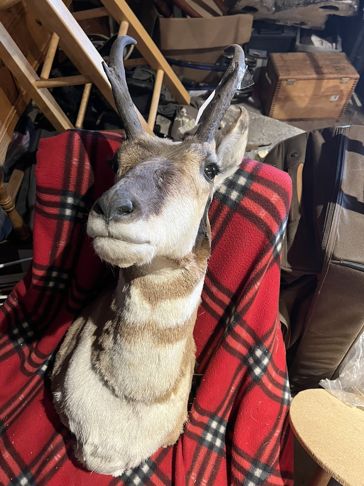 pronhorn antelope taxidermy shoulder mount