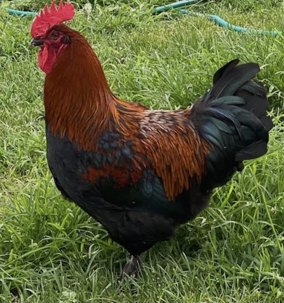 12 (BBS) Maran Hatching Eggs