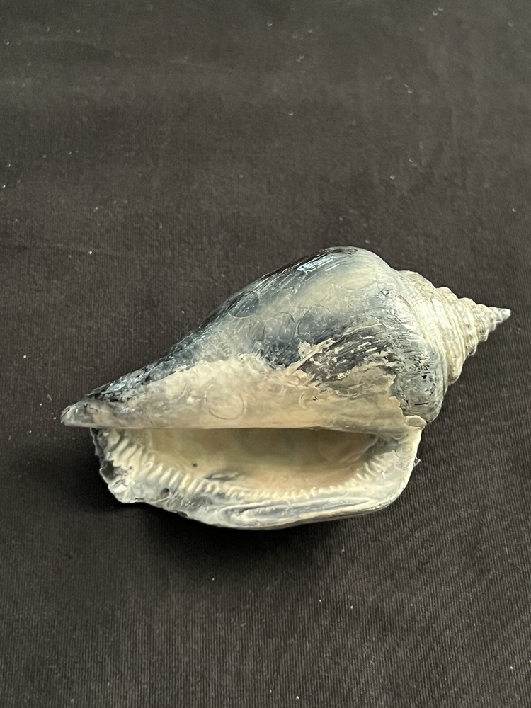 RARE Fossilized FIGHTING CONCH Shell From Central Florida.