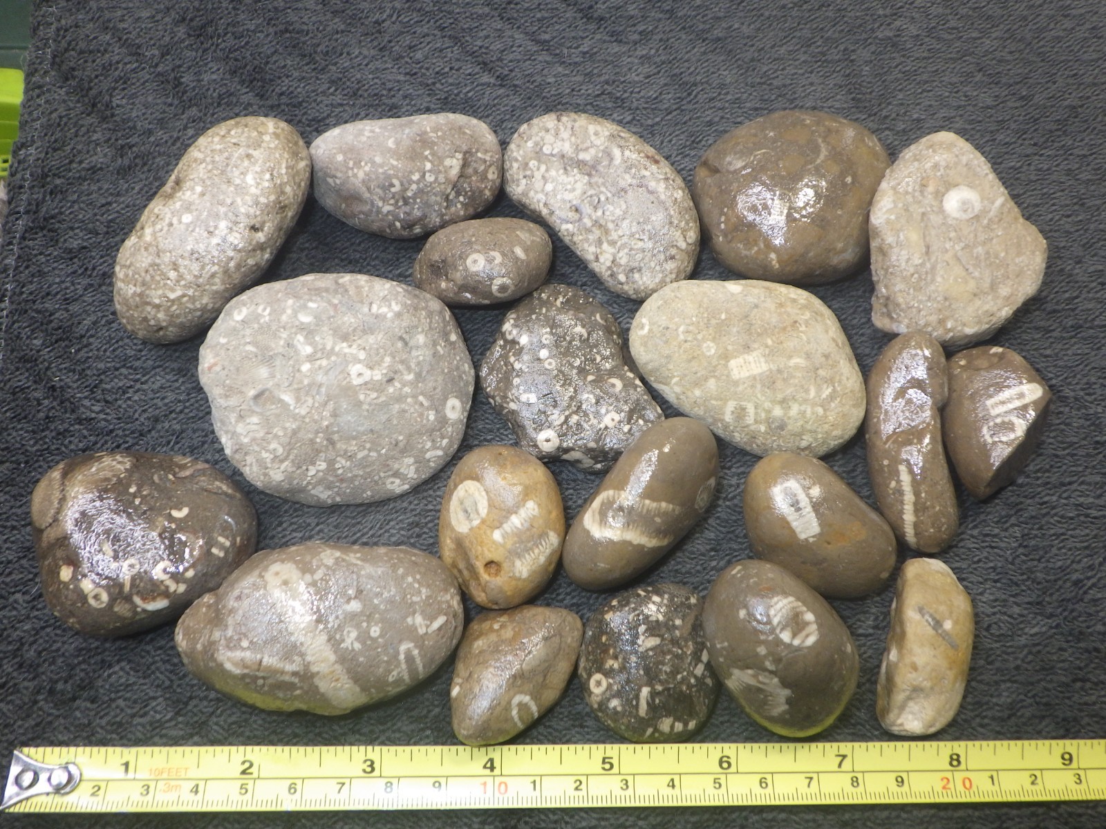 Crinoids Stones Fossils