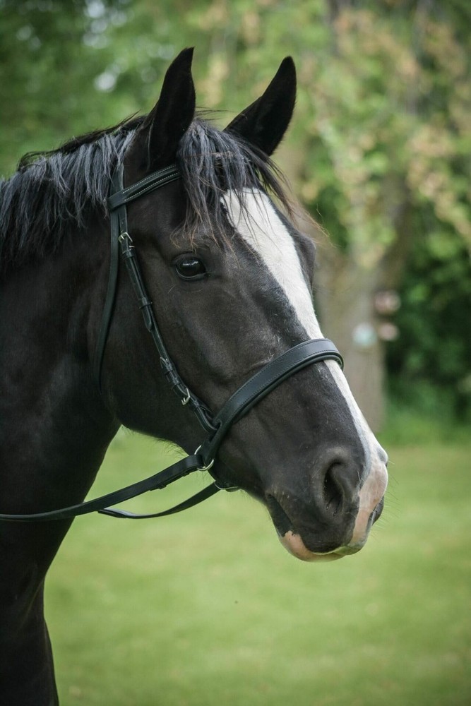 Thinline Bitless Noseband Cob Black