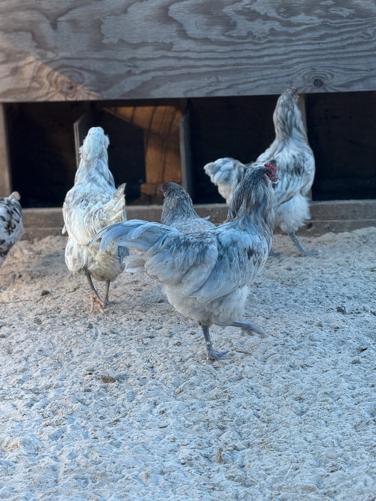 5 + PUREBRED AMERAUCANA BBS Hatching Eggs. FALL CHICKS = SPRING EGGS