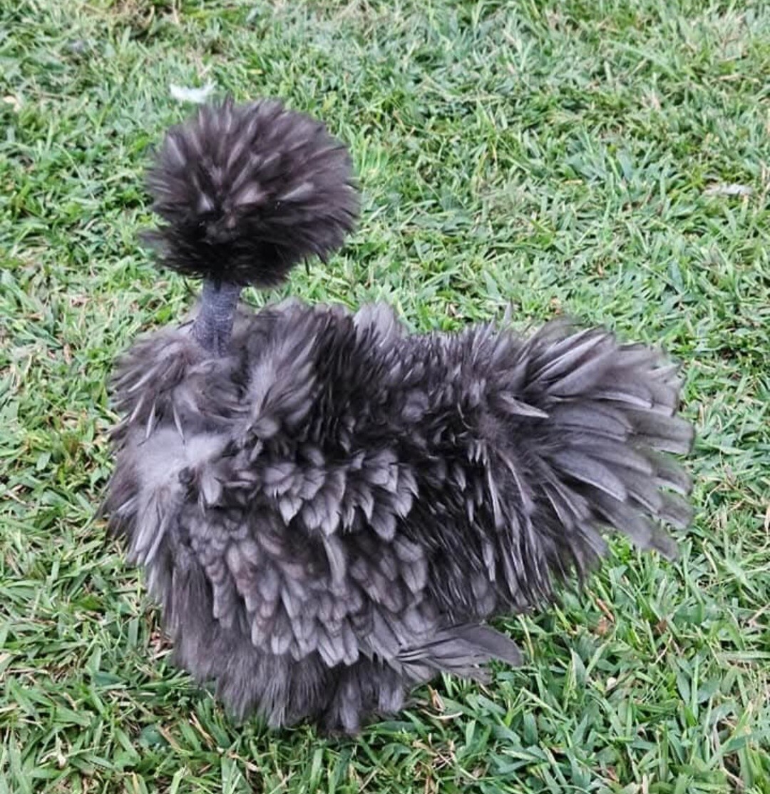 12+ Silkie, Satin, Frizzle Show Quality Hatching Eggs, NPIP Cert