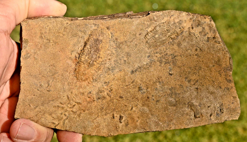 400 Million Year Old Rusophycus (Burrows), Morocco #2