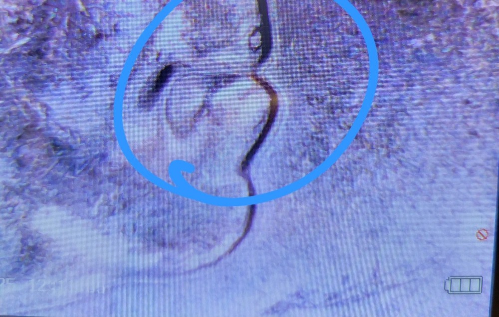 2023 P Edith Kanakaole Quarter With Errors