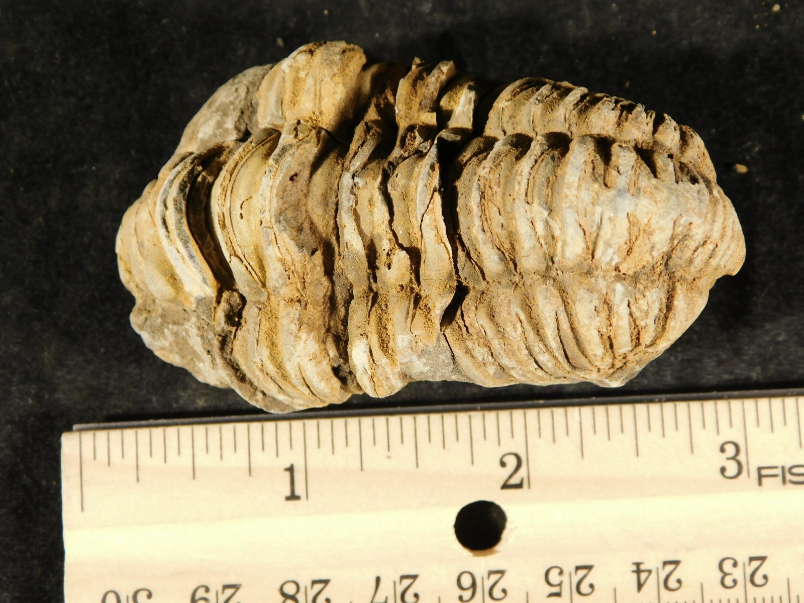 Big! 460 MILLION Year Old! Flexicalymene TRILOBITE Fossil Morocco 74.5gr