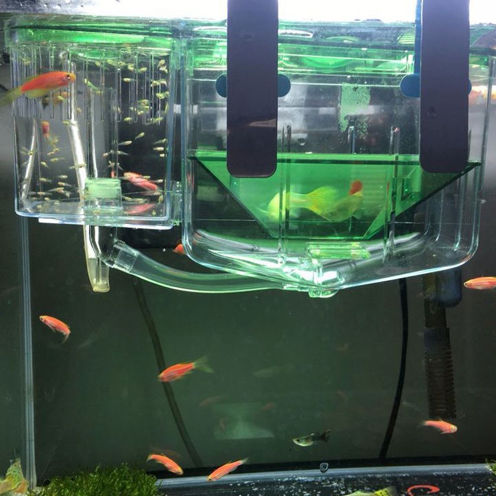 Separation Breeder Box Small Fish Hatchery Fish Spawning Box Hanging Type