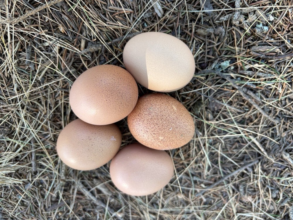 Barnevelder hatching eggs (12 Eggs)