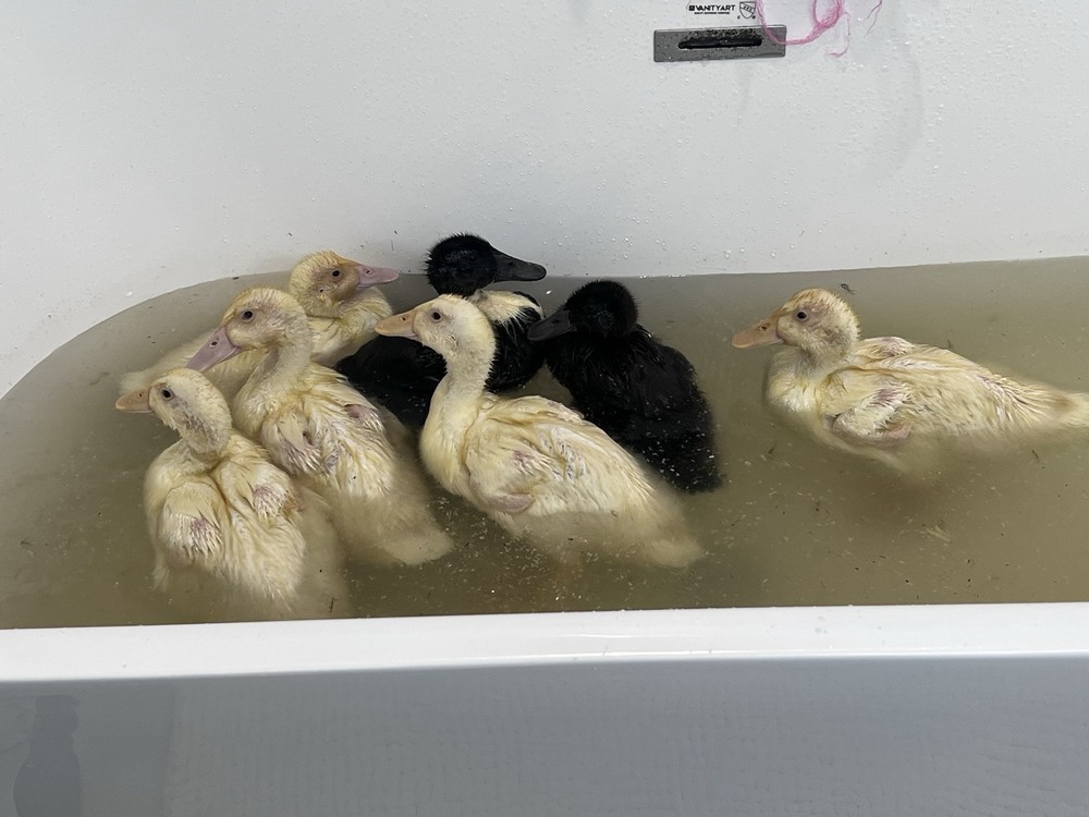 6 Fertilizer Duck Eggs Hatching Barnyard