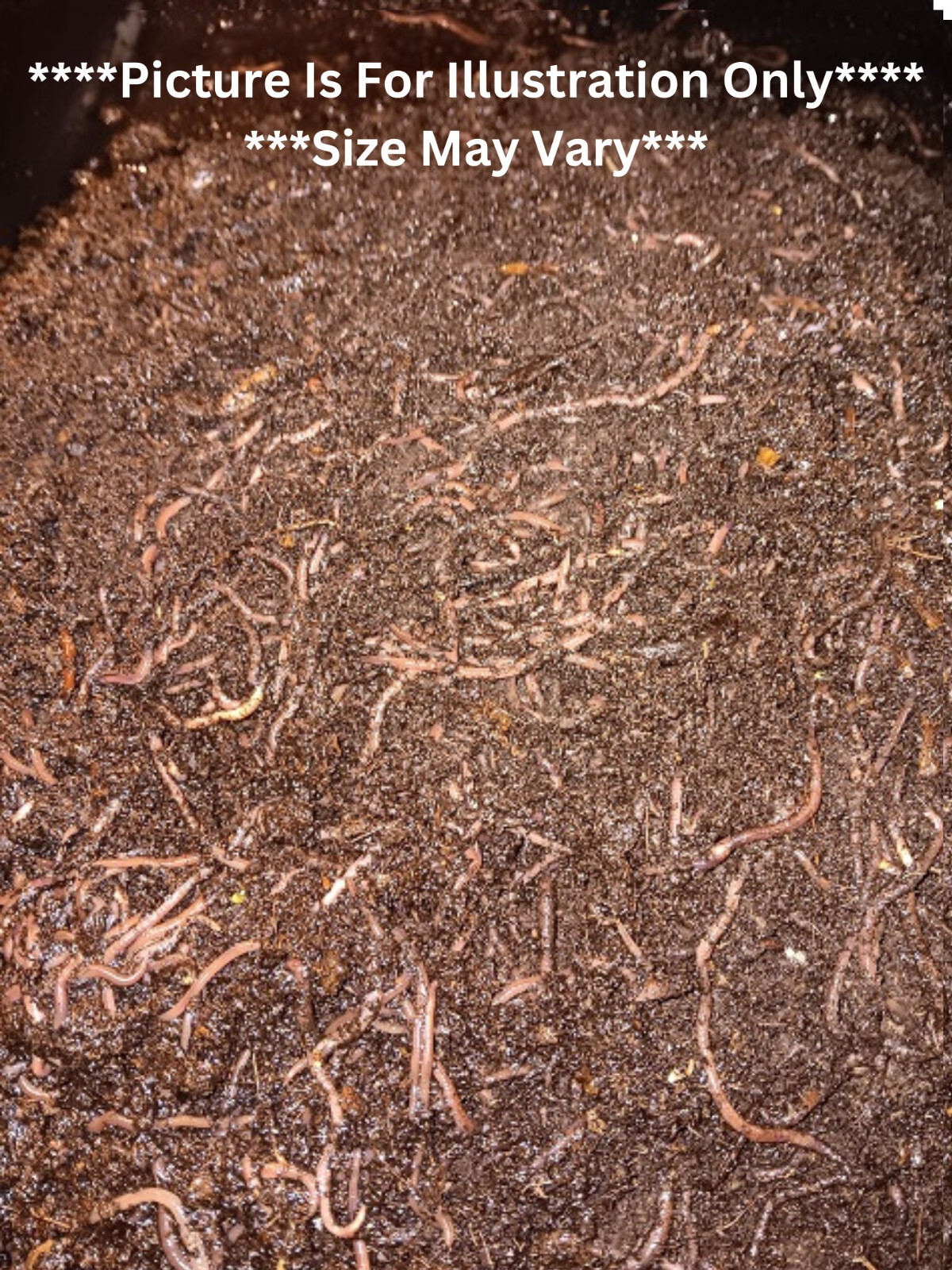🐛We Got Composting Worms! / Earth Friendly / LIVE / Fresh/ Free Shipping !🐛