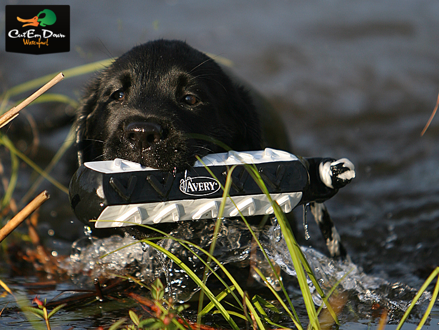 AVERY GREENHEAD GEAR GHG FLASHER HEXA BUMPER 6 PACK DOG TRAINING THROWING DUMMY