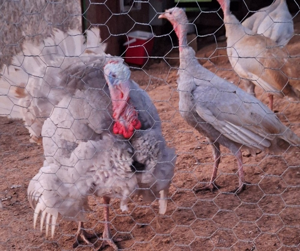 6 Lilac Turkey  Hatching Eggs