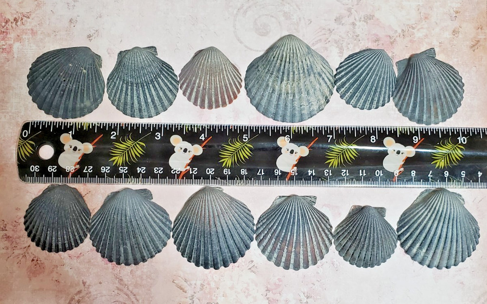 12 PCS  SCALLOP SHELLS CRAFT DECOR