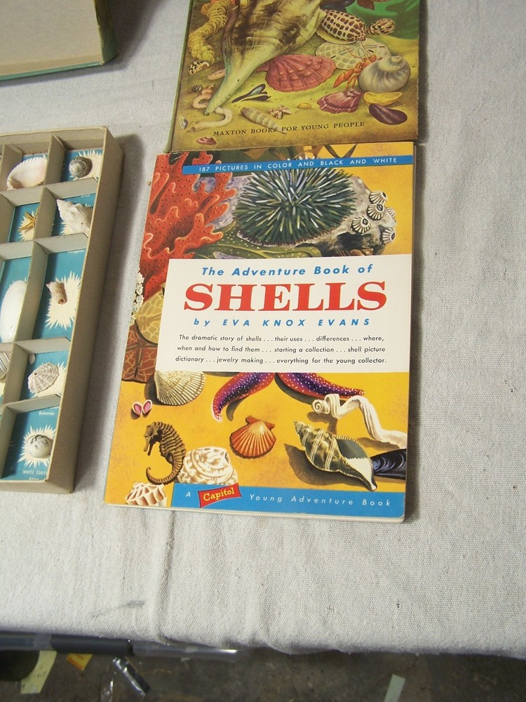 adventure with sea shells capitol adventure set