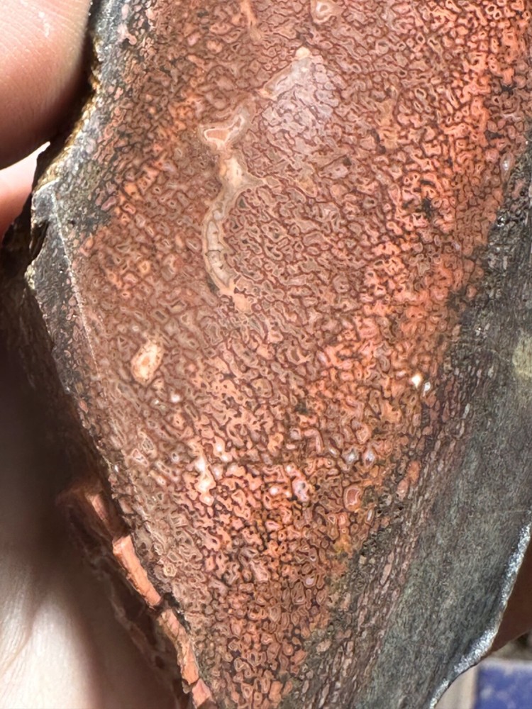 Dinosaur gem bone rough chunk.