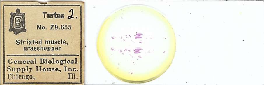 Grasshopper Striated Muscle Microscope Slide