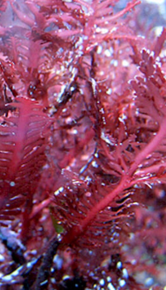 Live Red Fern Macroalgae 2” Frag Reef Tank Refugium