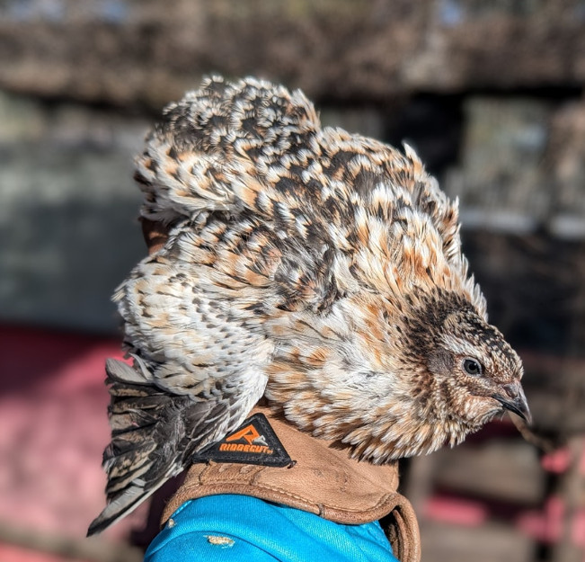 150 ++ Rainbow Coturnix Quail Hatching Eggs NPIP