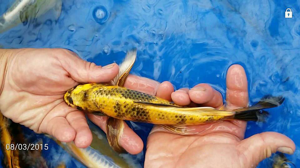 Nijikawa Growth Koi Food by EWOS! 15lb 5mm Floating Authorized eBay Dealer