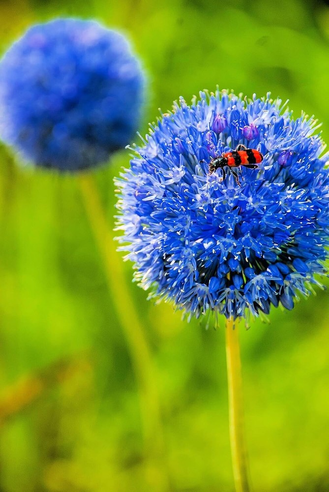 Blue Allium Bulbs for Planting