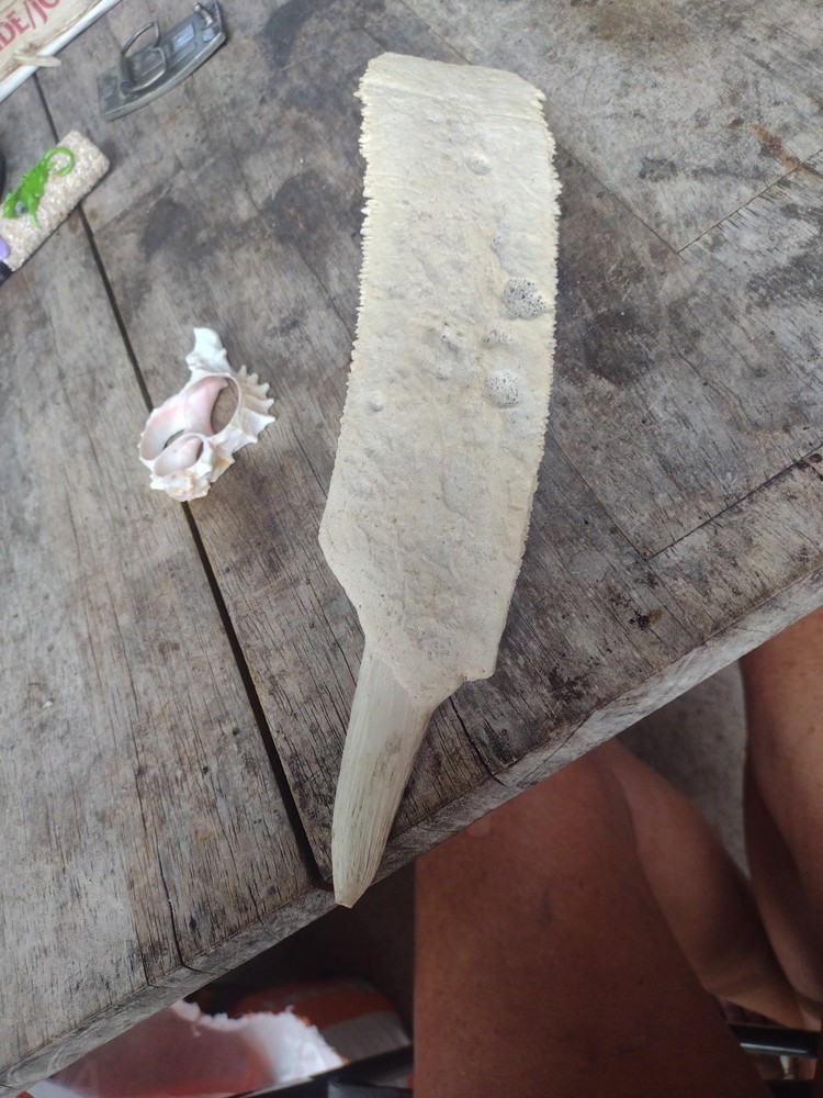 Turtle Bone