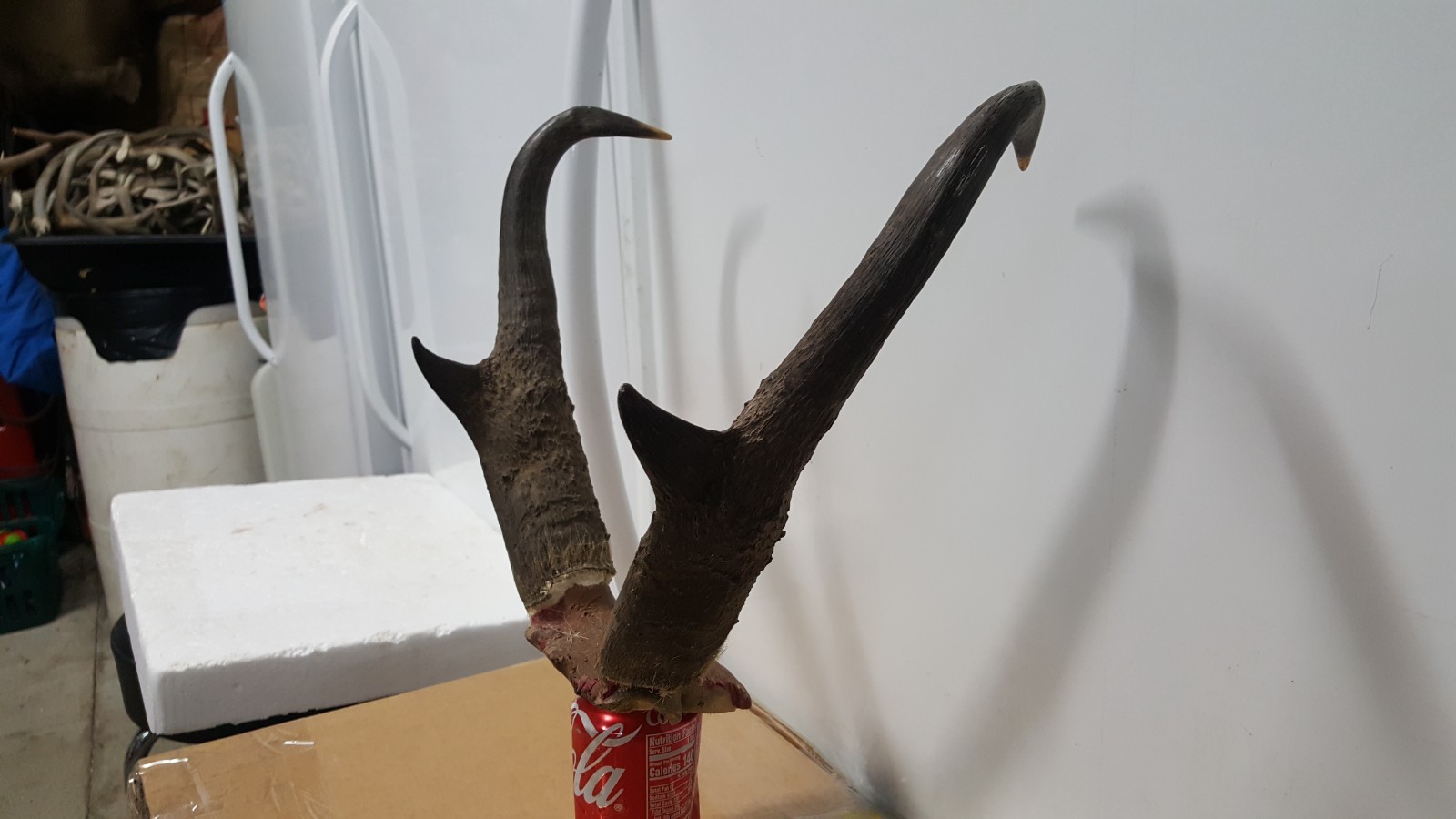 IVORY TIPPED 15+" TALL PRONGHORN ANTELOPE HORNS antlers mule whitetail elk deer