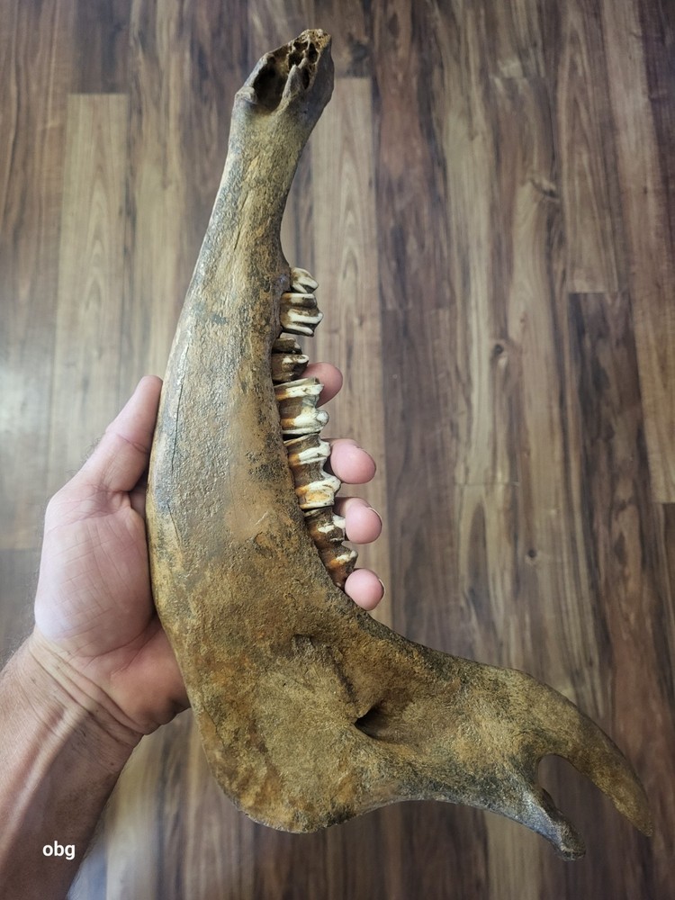 Historic Bison lower jaw bone buffalo