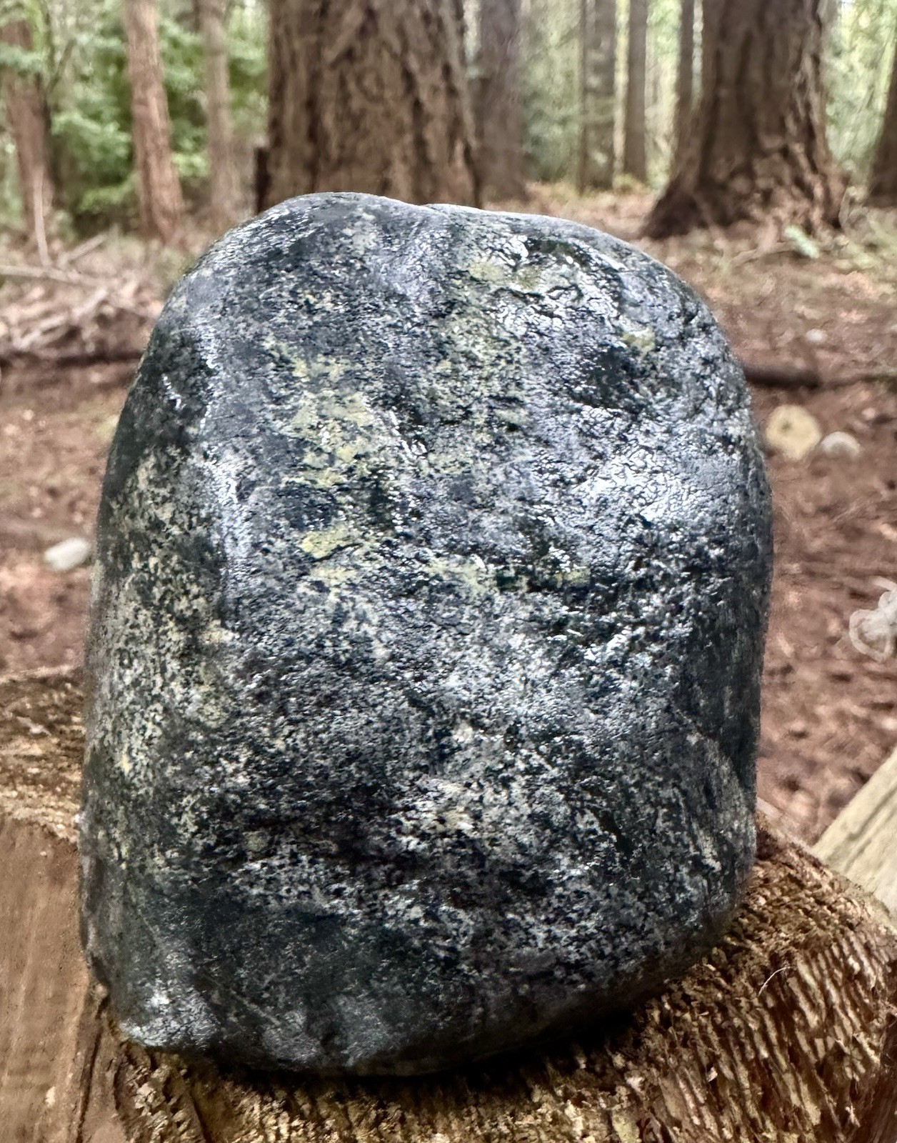 1.06kg Crab Concretion –Rare Blue-Slate Preservation Premium Blakeley Formation