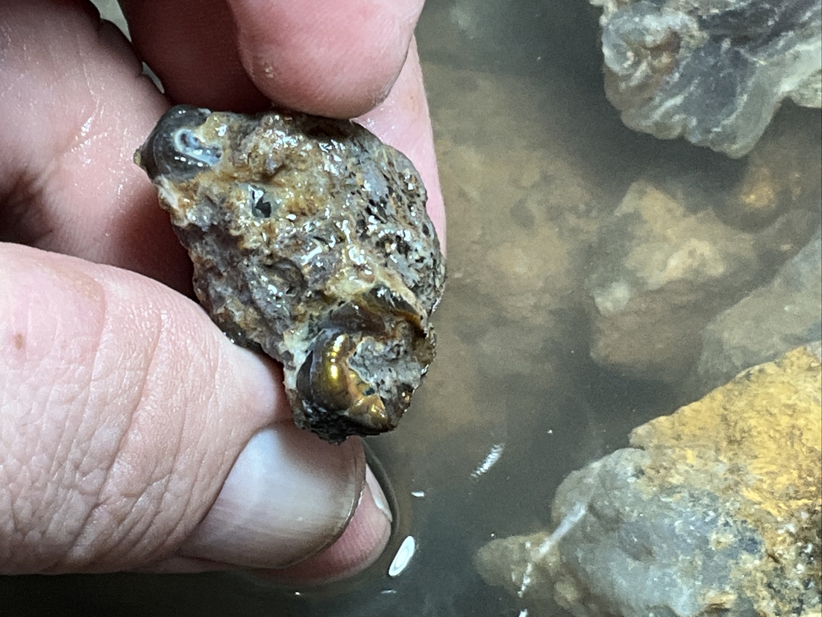1/4 Pound Fire Agate Choice & Mid Grade Professionally Chosen Colorful Rough Lot