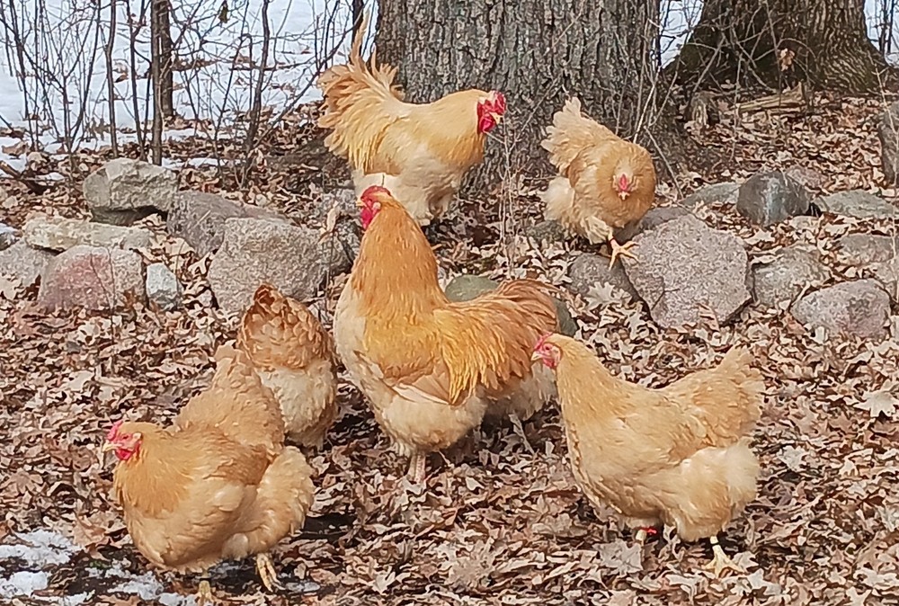 10++ Buff Wyandotte Hatching Eggs