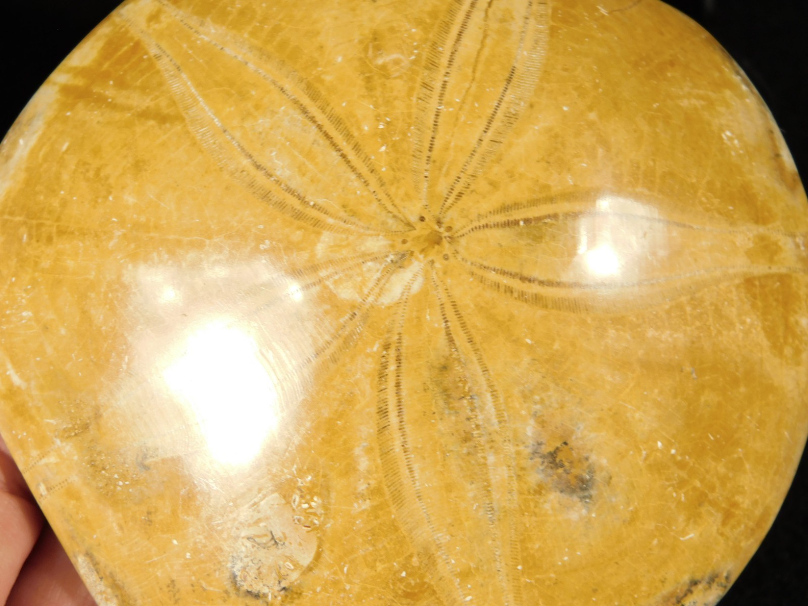 Big! Polished 150 Million Year Old! SAND DOLLAR Fossil Madagascar 194gr