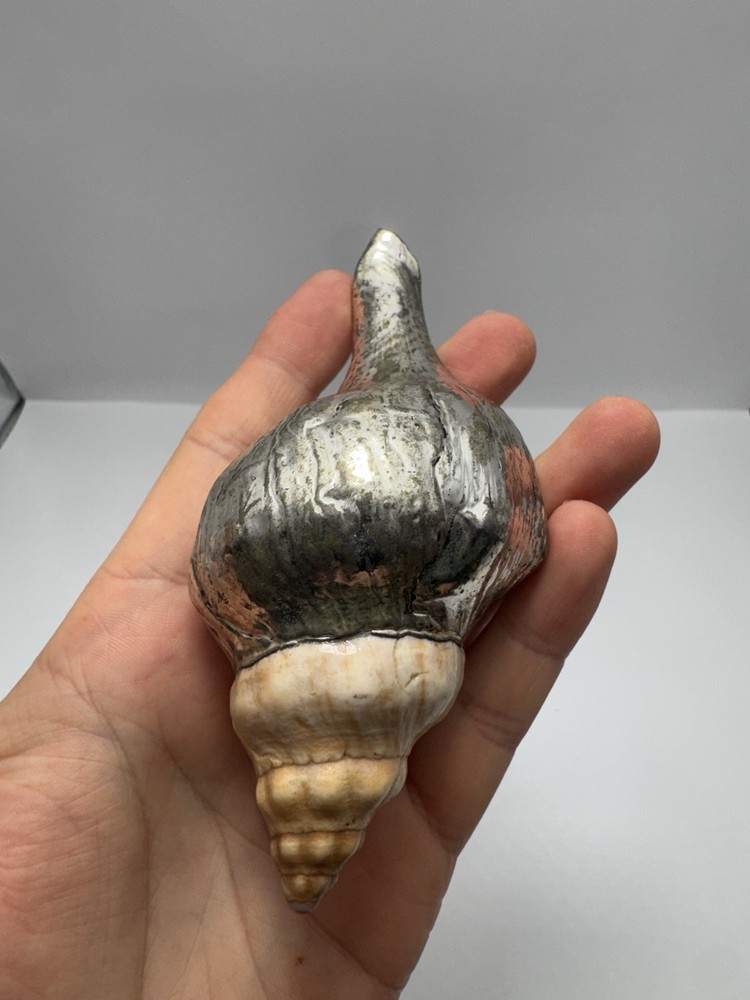 Silver Dipped Sea Shell Natural Ocean Shell Decorative Piece