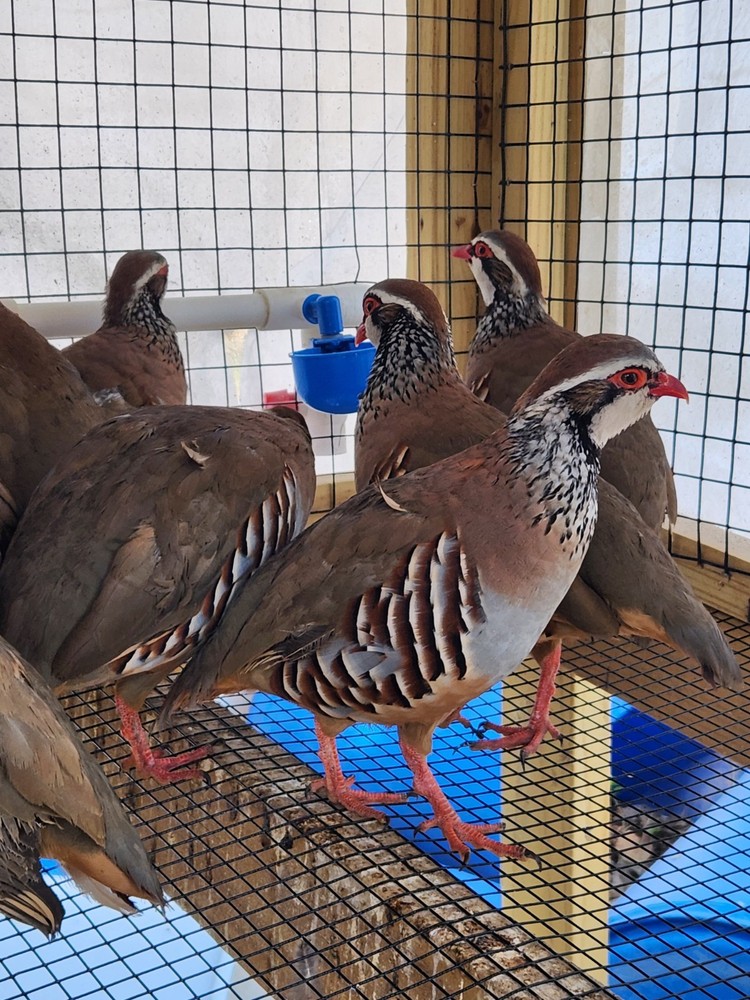 30 Plus 2 Red Legged Partridge Hatching Eggs