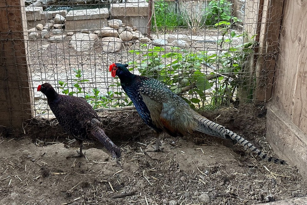 8 Green Variant Pheasant Hatching Eggs