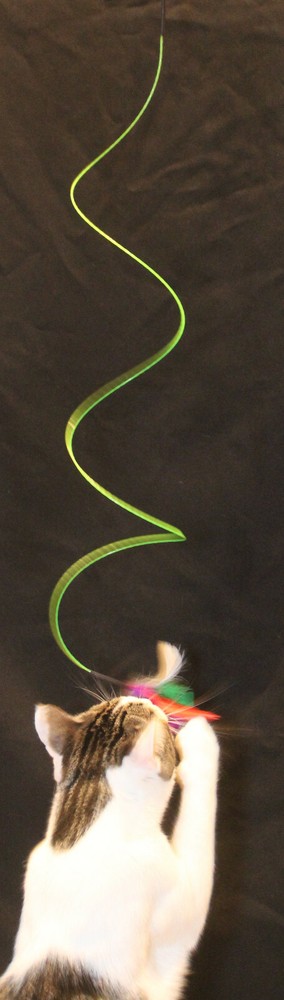 PRE-RELEASE: Introducing... The "Jerry Curl" Brand Interactive Cat Toy