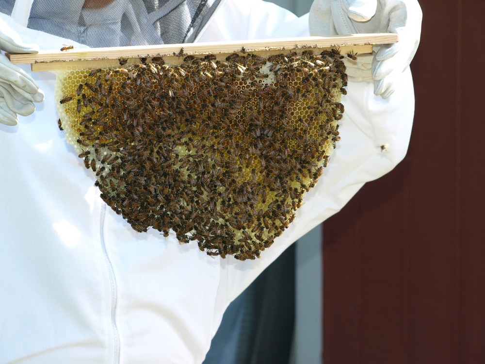 Bee Hive, 20 Top Bar Backyard Bee Keeping Hive