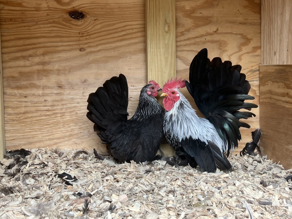 50+ Assorted Bantam Hatching Eggs—Exhibition Line