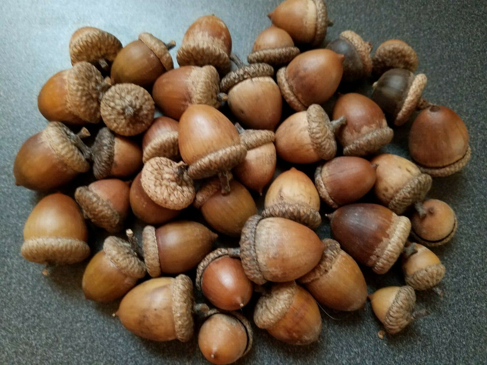 From the Ozarks, 40+ dried acorns WITH caps for crafts, Natural buffed finish