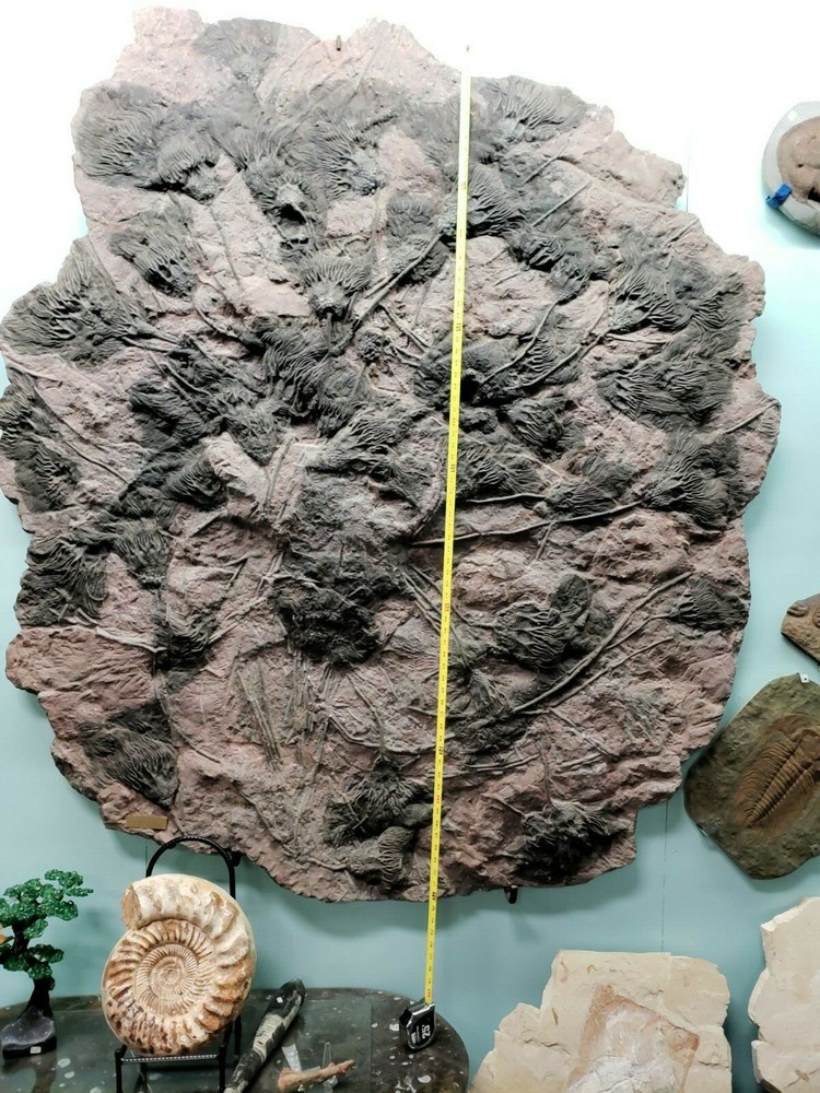 Scyphocrinus Crinoid  Morocco Mortality Plate