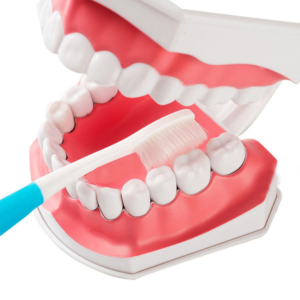 Dental 28 Teeth Teaching Study Typodont Demonstration Model Toothbrush Removable