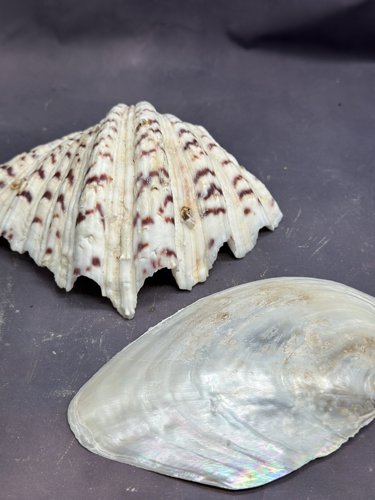 Natural Shells Half Clam Beautiful Set For Decor Seashells Nautical Beach