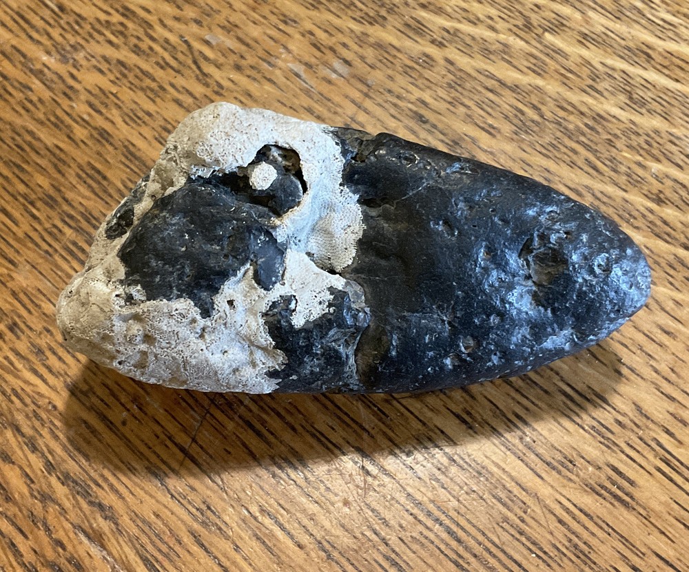 Giant Prehistoric Tooth 3.25"