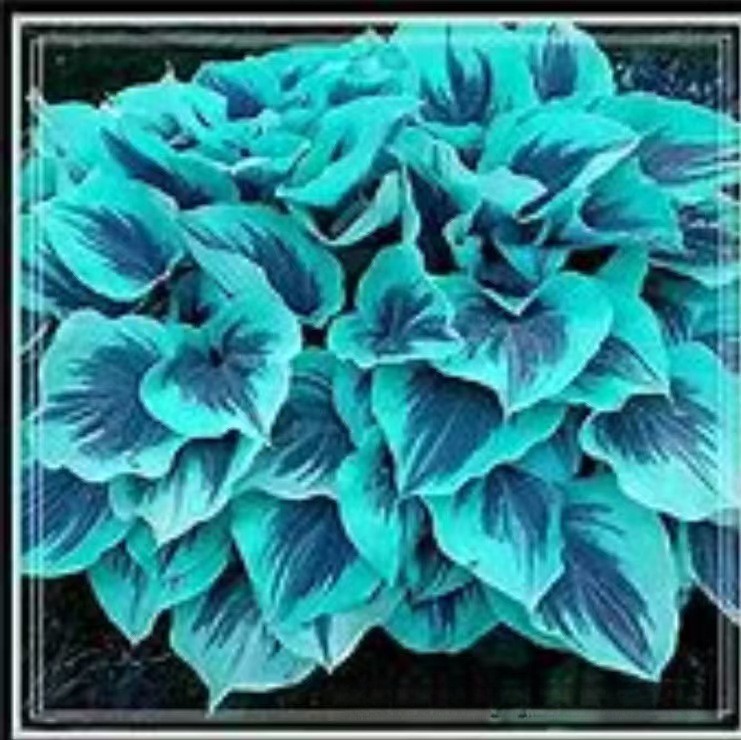 🌿300+Mixed HOSTA SEEDS – PERENNIAL OUTDOOR SHADE GARDEN PLANTING SEEDS