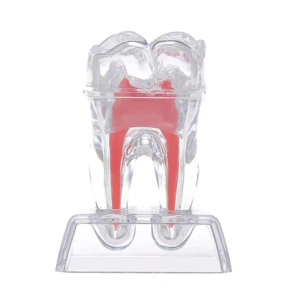 Dental Lab Crystal Base Hard Plastic Teeth Tooth Molar Model Separable For Study