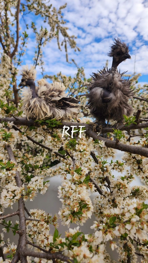 12 silkies Hatching Eggs hens choices