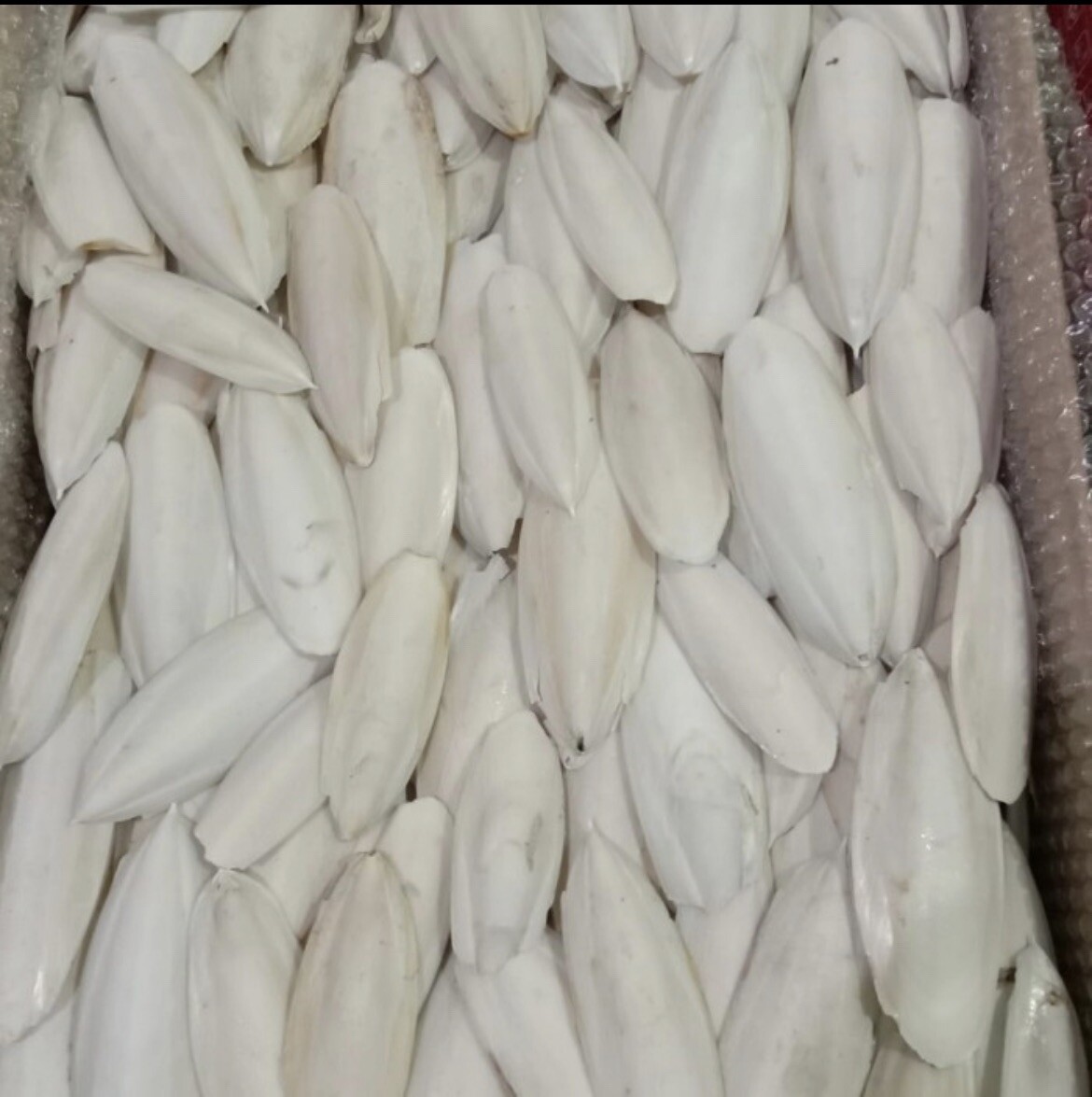 Large Natural Cuttlebone Cuttlefish Bone Bird Reptile Turtle Food Calcium 6"++