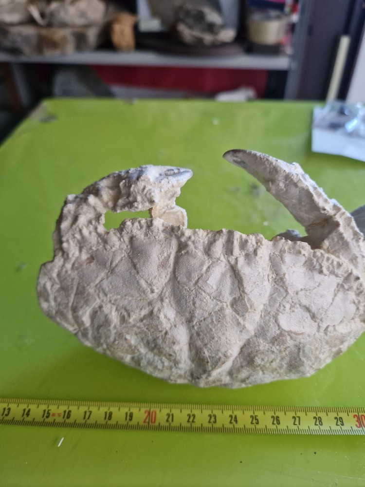 CRAB CANCER FOSSIL