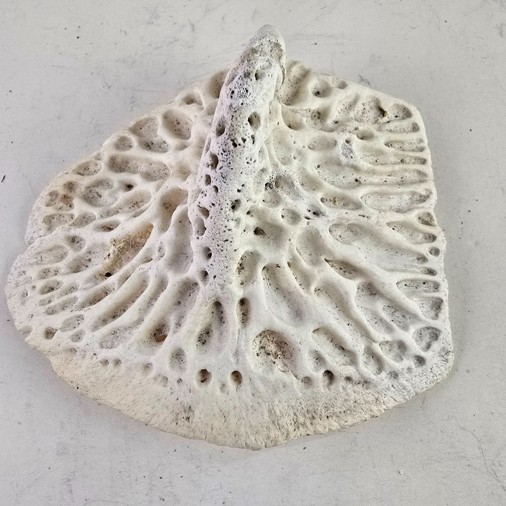 Gator Alligator Back Scute bone bones Bony scutes croc weird Osteoderms white